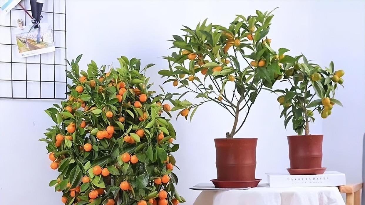 橘子树的专属营养食谱：不同生长期的肥料配比指南