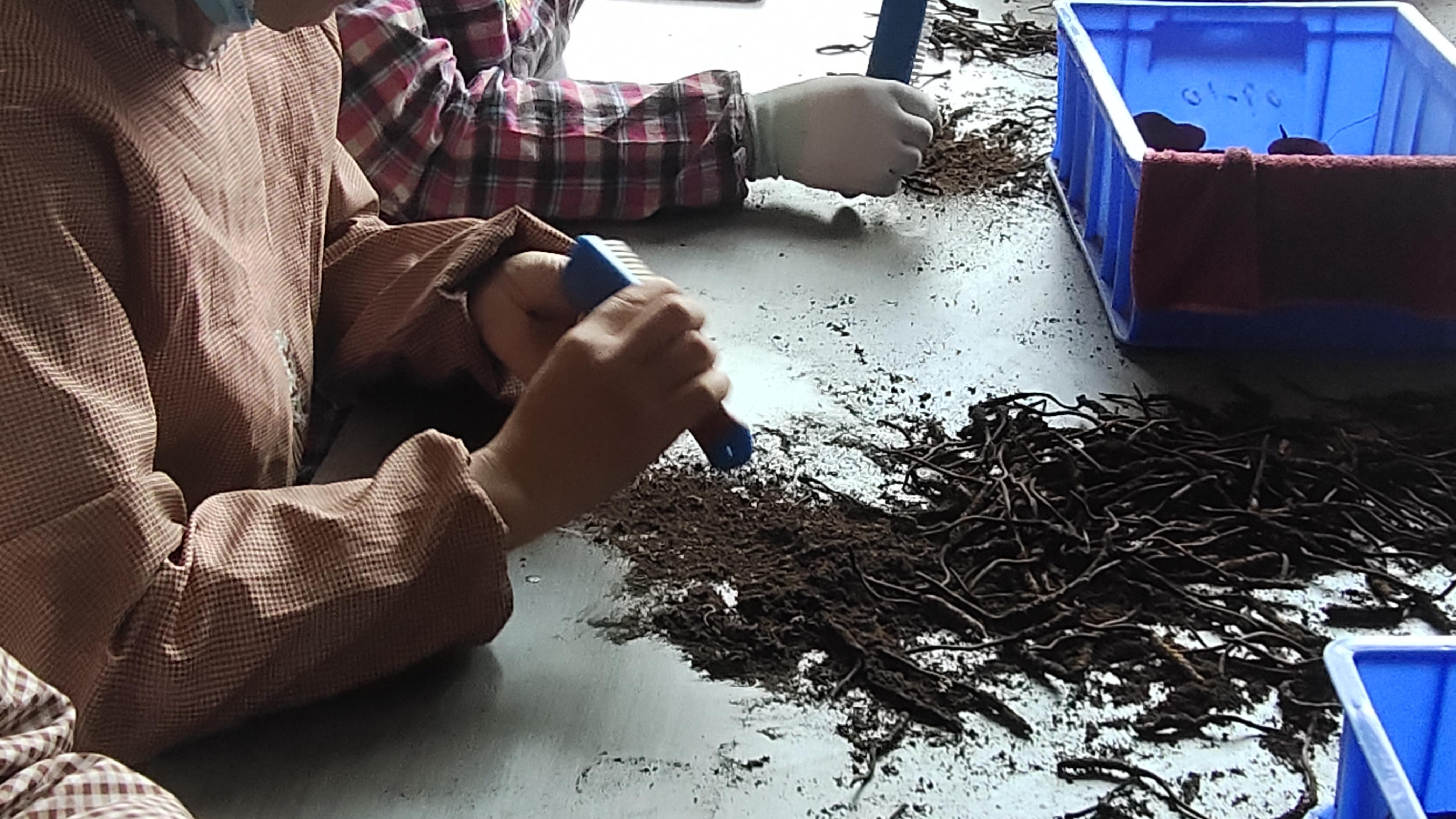 藏盏堂的“笨功夫”：在那曲源头，做虫草的品质守门员