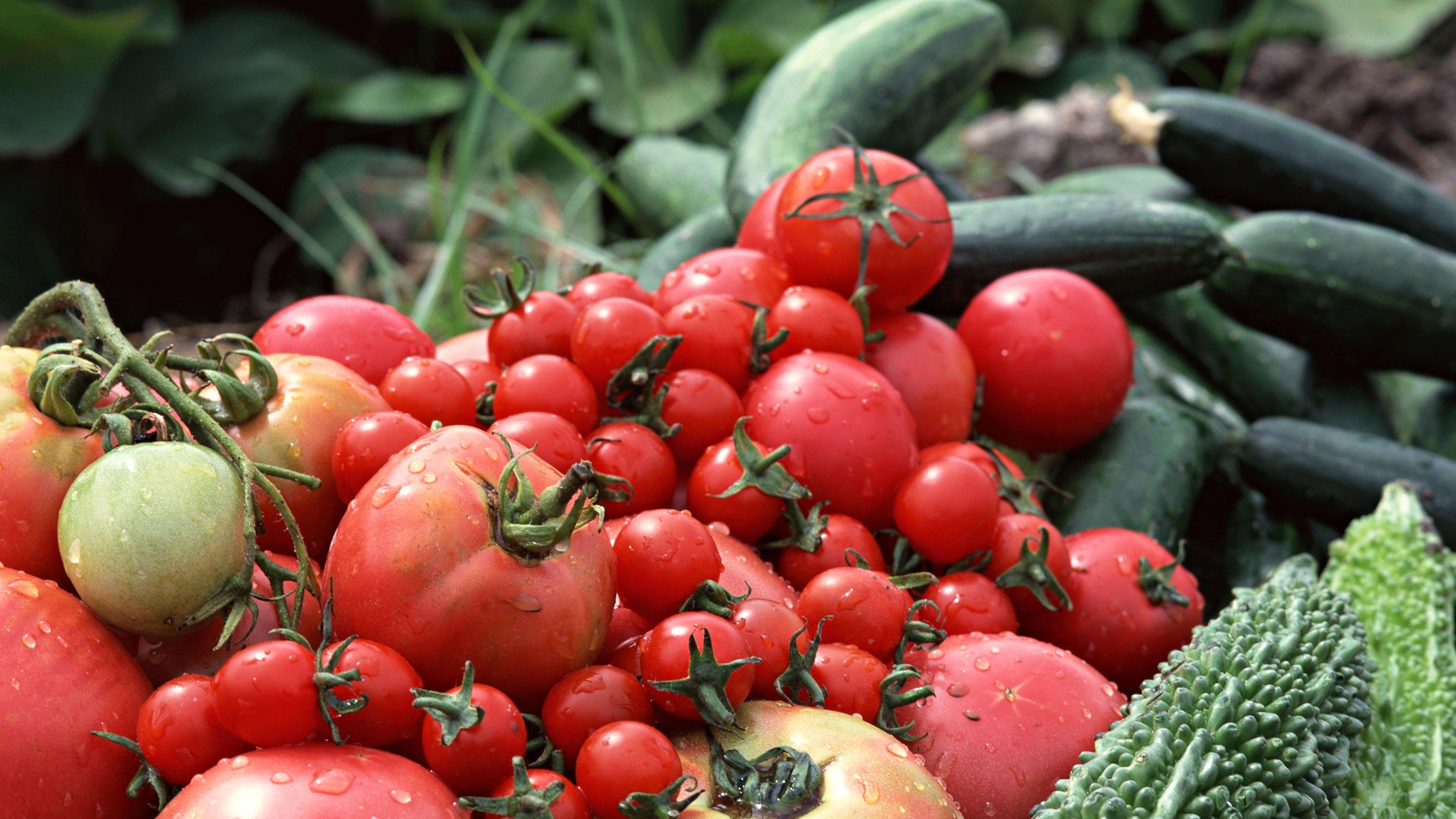 半年温差控制策略，王炸升级，高海拔寒冷地区，大豆抗寒高产秘籍