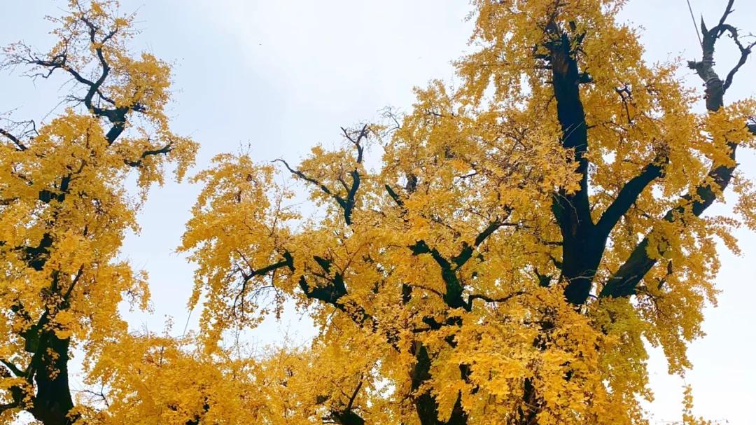 满城尽带黄金甲！扬州百年银杏进入最佳观赏期，错过再等一年