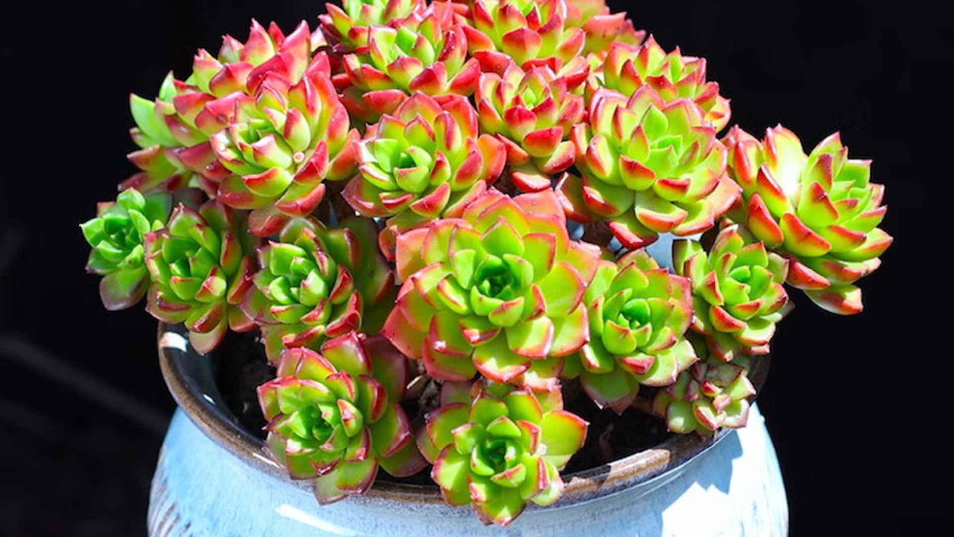 蒂亚徒长矫正，三个月控水周期，北方干燥阳台，补光时间计算