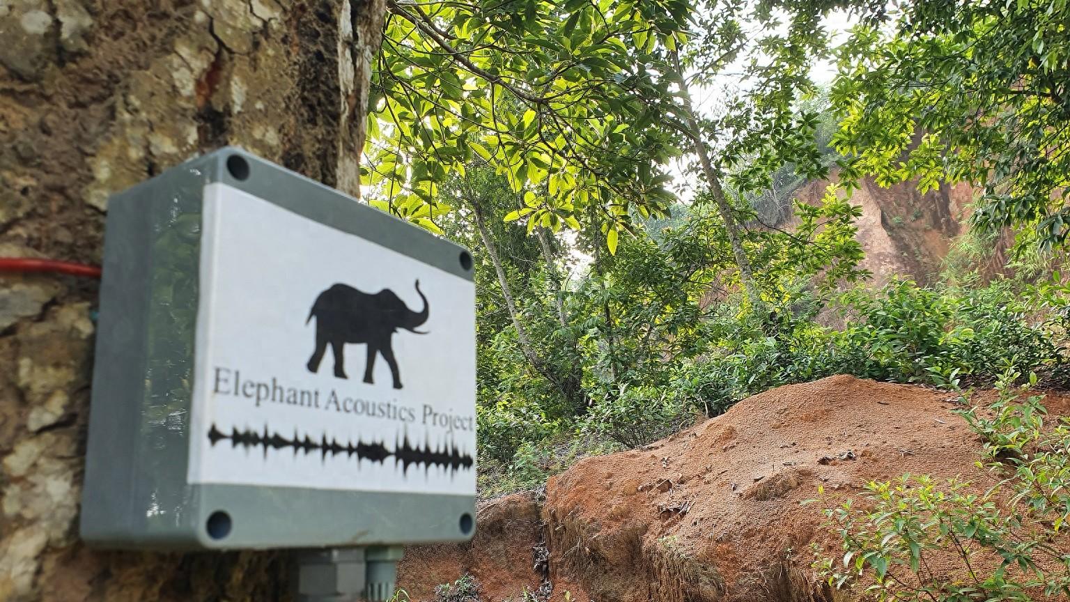 AI系统监听大象声音以防止印度发生致命冲突