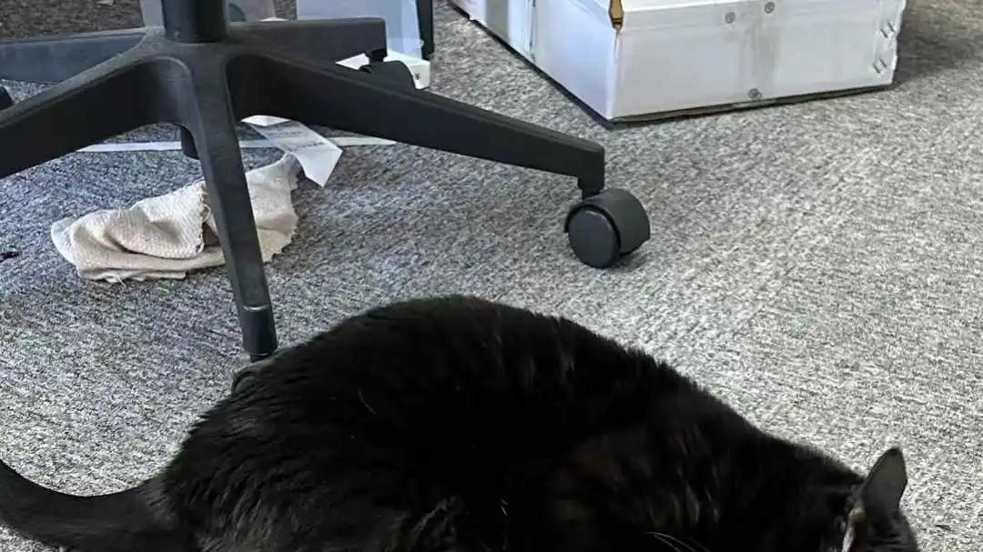 《猫猫的奇幻漂流》杭州场