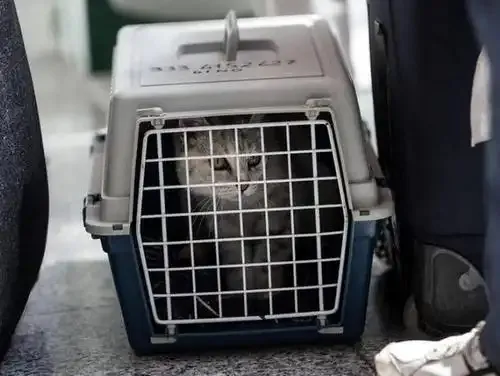 当铲屎官按下删除键：那些转让猫咪的人，心里到底在想什么？