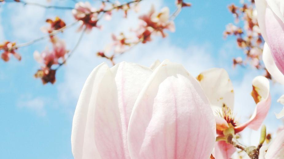 庭院添7种花树，美丽旺家，打造幸福院景