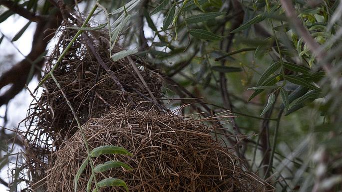织巢鸟：建筑大师的草编艺术
