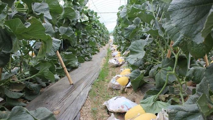 哈密瓜藤蔓牵引技巧，生物菌剂防病方案，土壤改良与越级方案应用