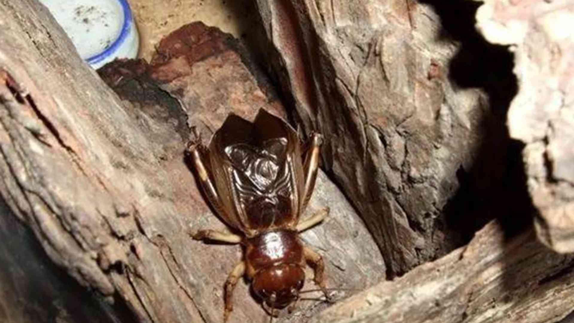 蟋蟀种源保护，转行农户行动，野生种群监测，记录要详实