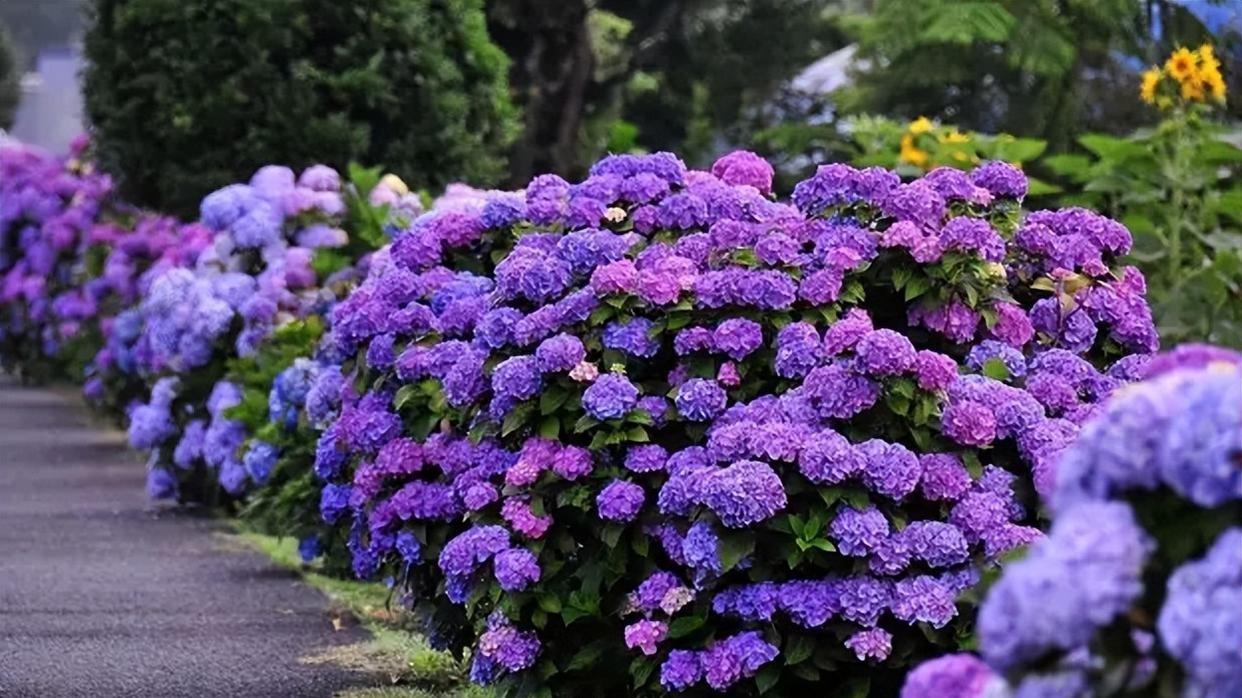 解锁花卉爆盆的5个秘密：从土壤到修剪，让你的植物茂盛生长