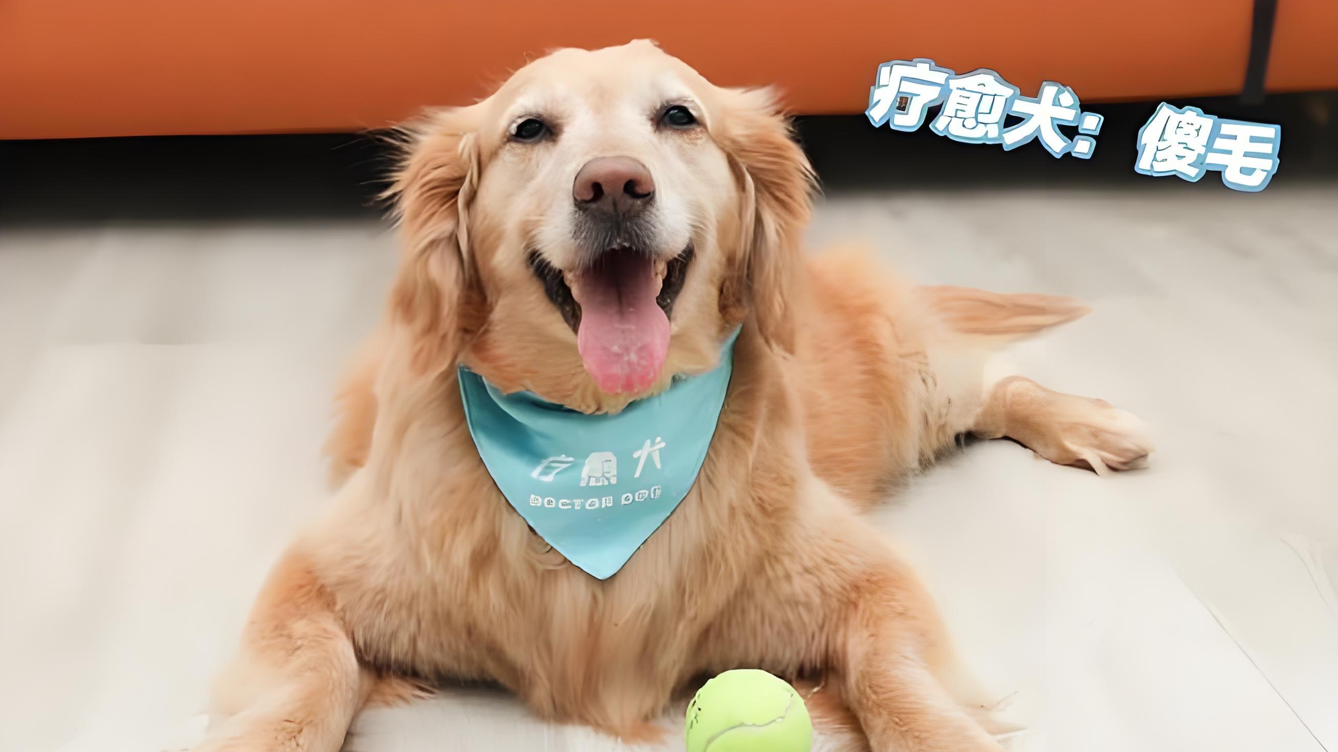 5万悬赏犬被深高速烹食