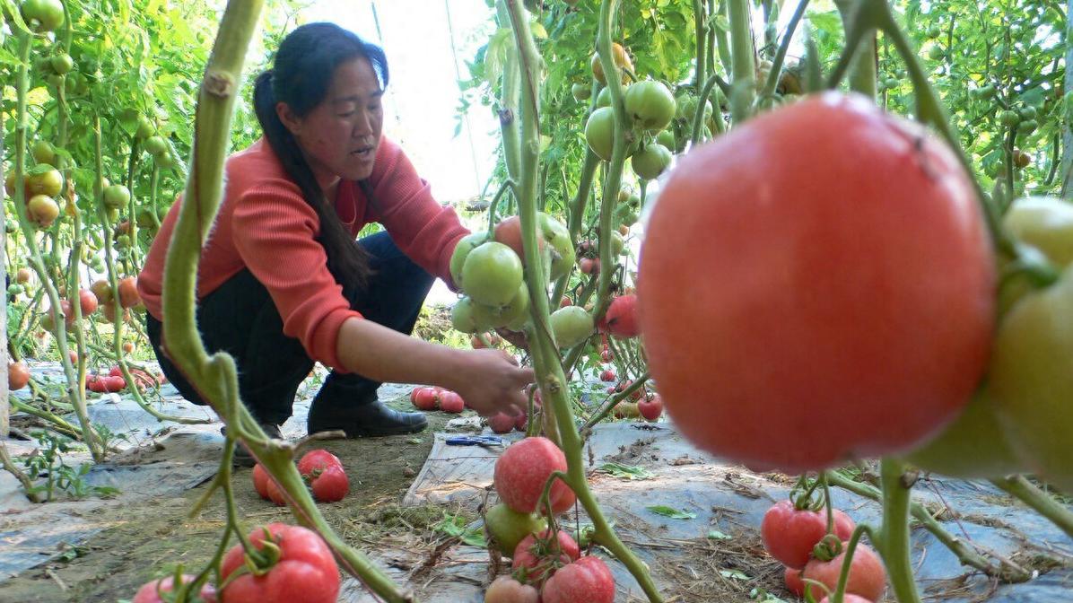 想种好菜？别错过这些蔬菜施肥的实用口诀。