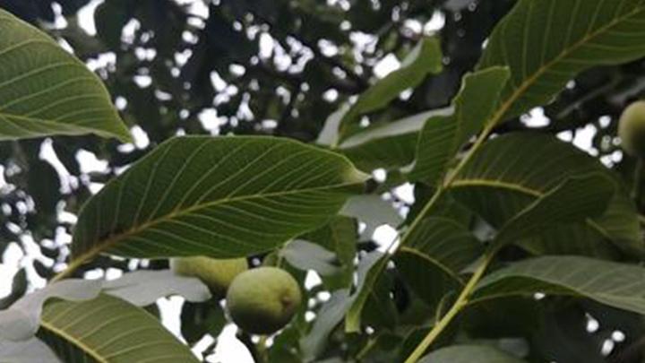 风沙土固定改良实践，河套灌区农作物种植经验，伸缩式喷灌与核桃烘干技术应用