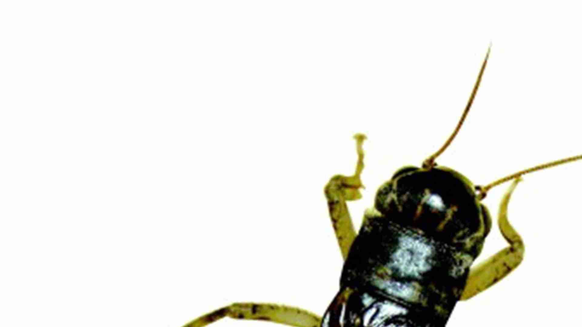 蟋蟀羽化监测法，大学生论文成果，翅芽发育阶段表，记录要准时