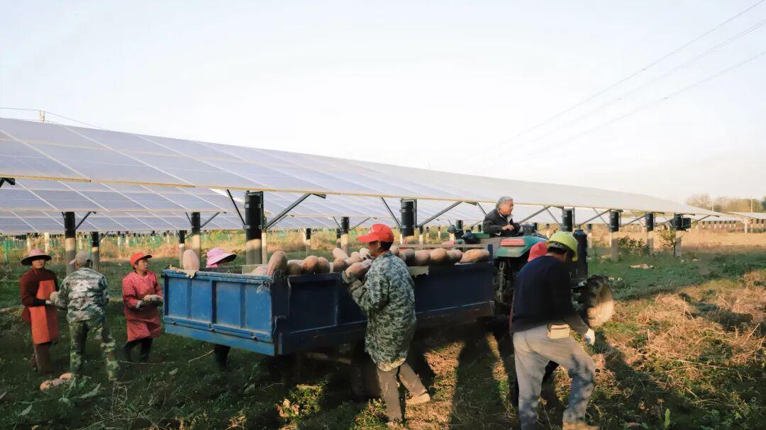 荆门市掇刀区蔡院村“农光互补”绘就新图景