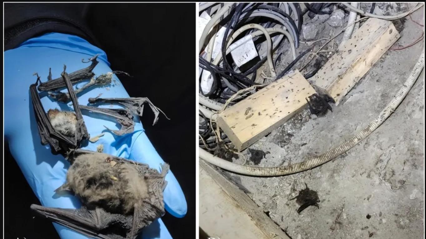 科学家发现欧洲老鼠学会了空中捕猎！捕猎成功率甚至超过40%