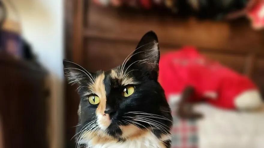 月薪3千和3万的人，原来都是这样吸猫的