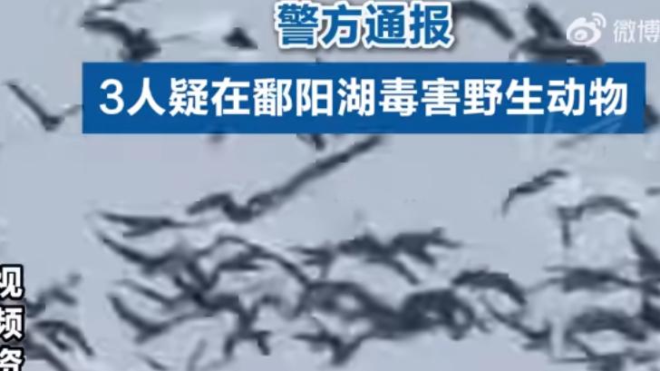 江西通报3人疑似毒害野生动物