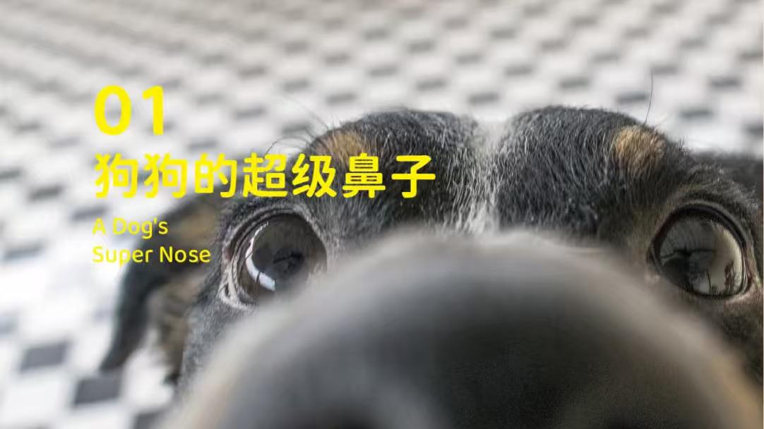 象乡宠物食品 | 狗界的社交礼仪就是闻屁屁!