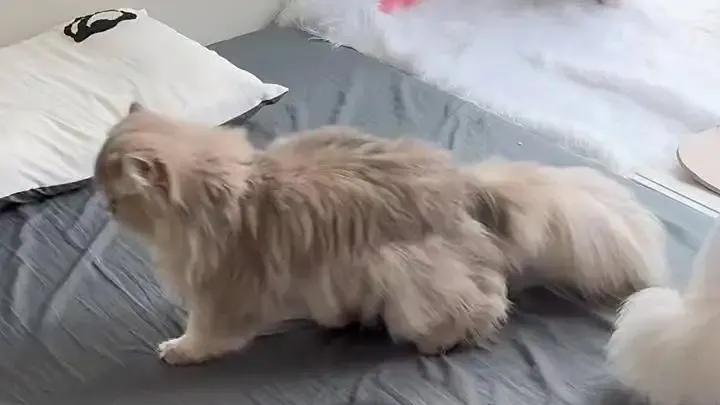 猫咪发情的那些小信号：如何判断公猫和母猫是否在发情？