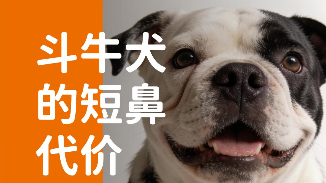 象乡宠物食品 | 斗牛犬的短鼻代价
