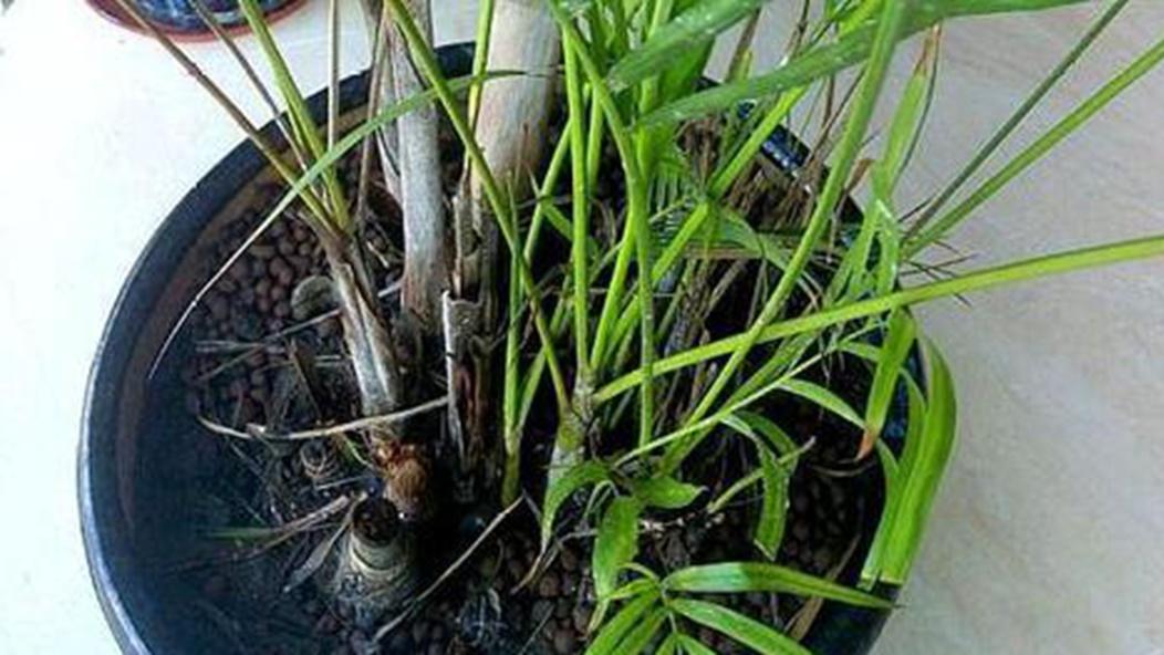 抗震盆栽获专利认证，散尾葵减震效果显著，地震带城市推广需控制容器重量