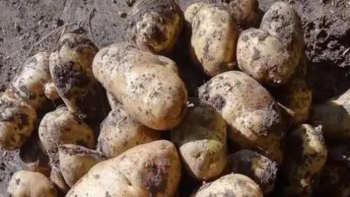 种植土豆有技巧，掌握这四个要点，轻松实现高产稳产