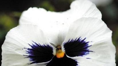 三色堇食用安全，花瓣毒性检测，食品加工合作，预处理流程图