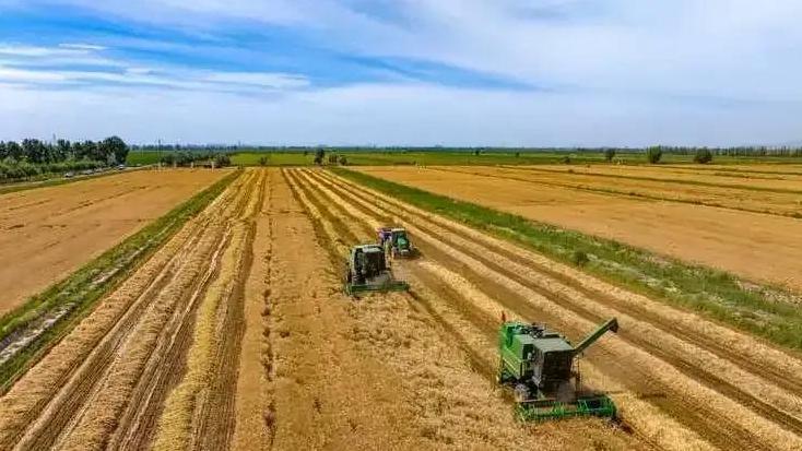 如何确保小麦高产？多品种搭配是关键