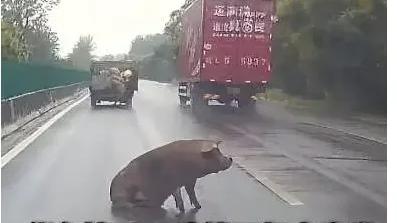 河南男子路遇货车侧门大开，10头活猪接连“跳车逃亡”！疾追两公里鸣笛提醒，司机挽回损失