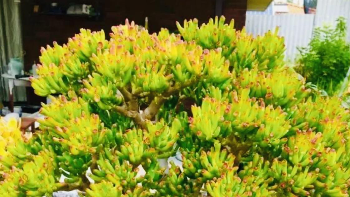 阳台别乱种！这4种植物才是“活体招财符”，行家：养1盆旺全家
