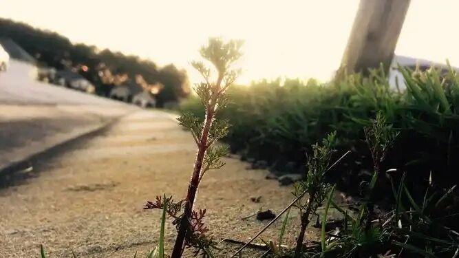 得到了才会失去，得不到永远不失去