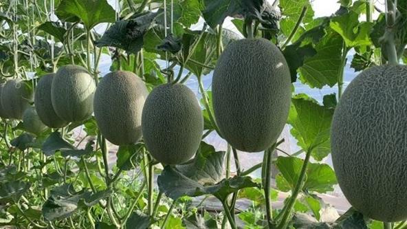 哈密瓜种植技巧分享，疏果防裂有方法，提升精品果率有保障