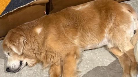 狗狗咔咔咳嗽干呕？别慌！这几招帮你快速应对