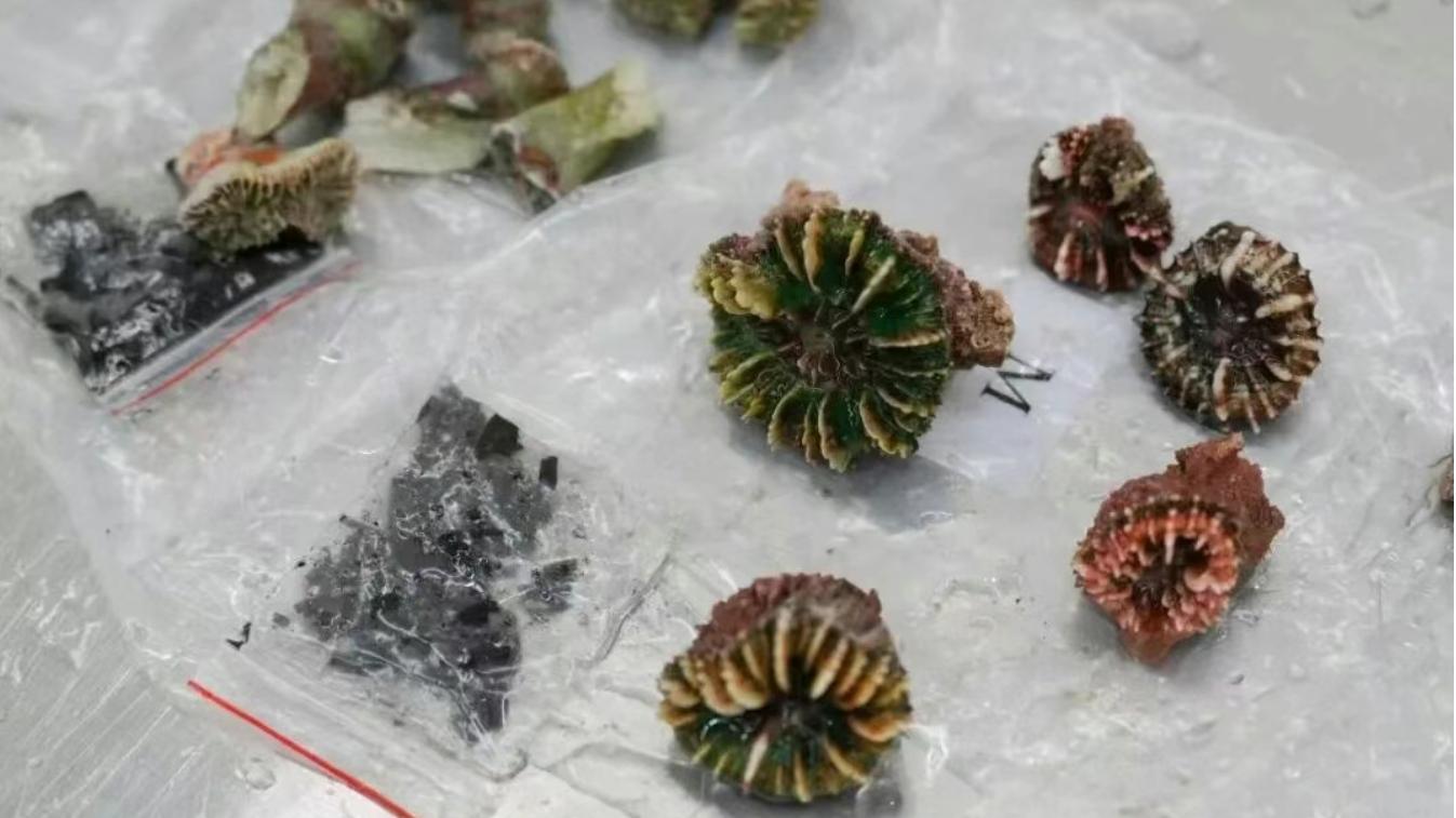 海关律师、走私辩护律师邵丹：旅客走私濒危石珊瑚