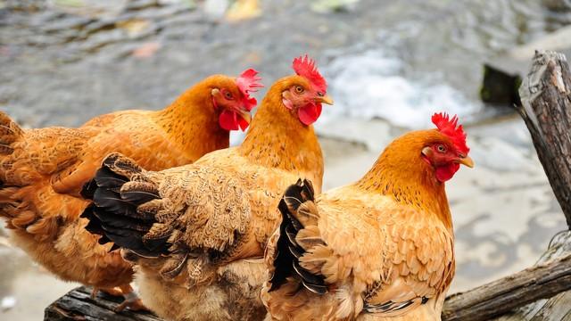 冬天，少吃猪肉多吃它，比鱼肉滋补，比牛羊肉鲜美，营养又好吃！