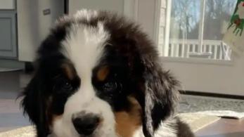 宠物沟通师真的存在吗？我们该如何科学地理解毛孩子