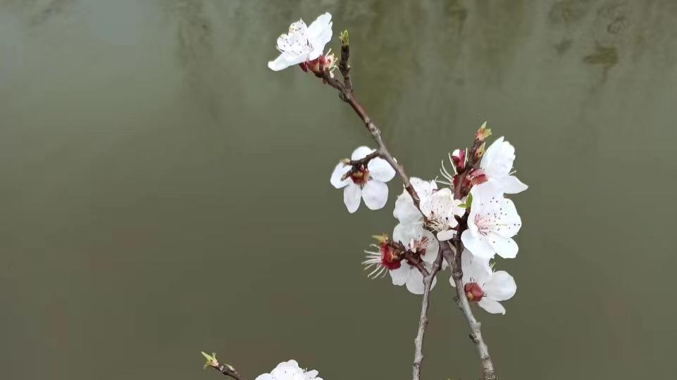 当你举步维艰的时候，读曾国藩《小池》诗，悟透人生“鱼龙之变”
