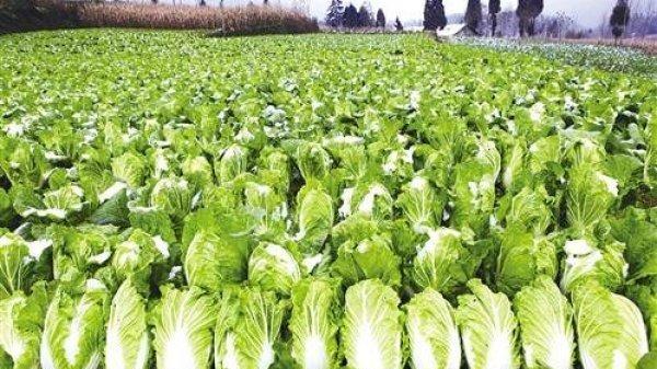 种植大白菜和萝卜，巧防虫害与病害，科学管理确保高产稳产