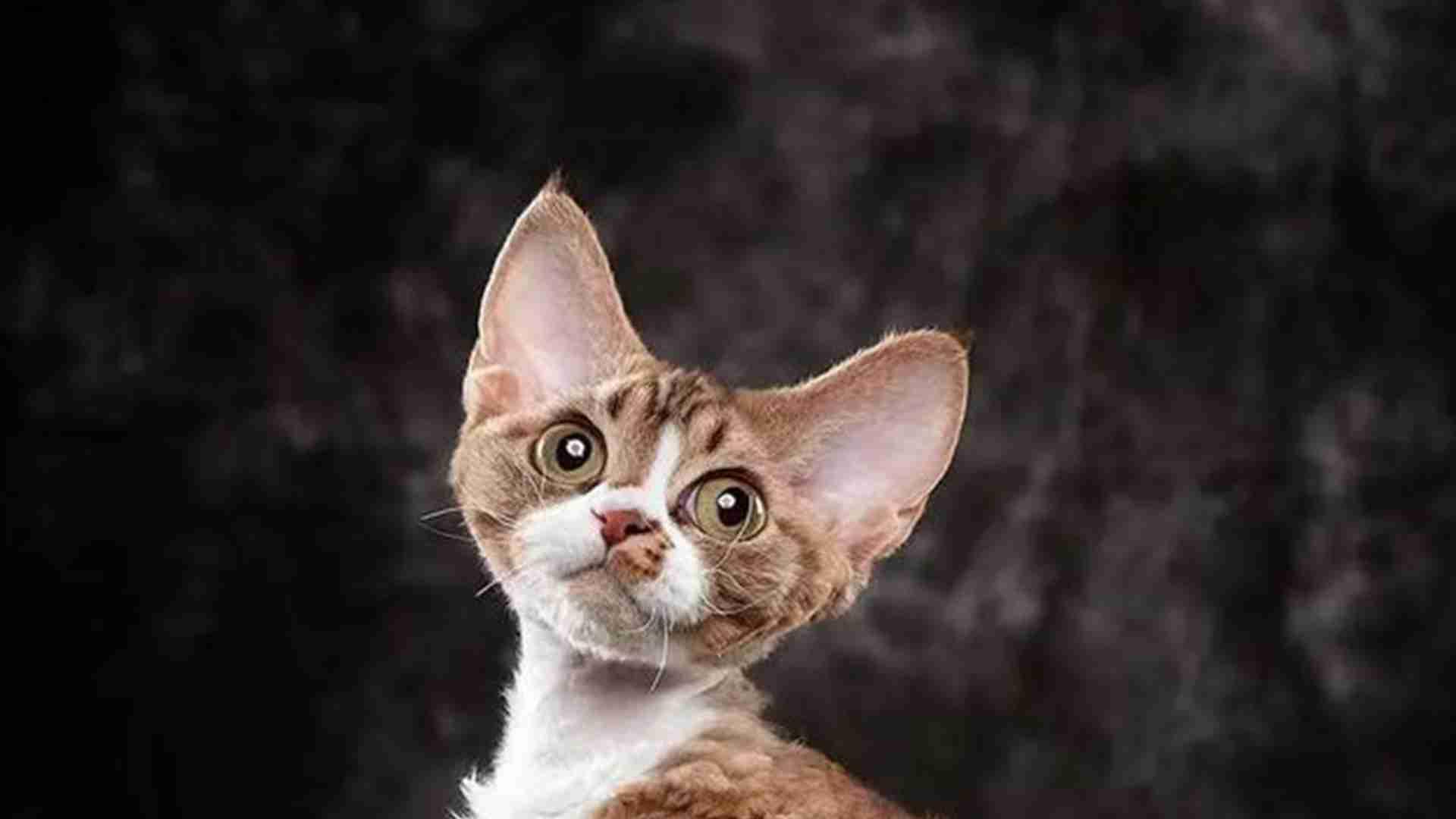 德文卷毛猫参赛调理，猫咖联营培育模式，赛前美容七步骤，应激反应早干预