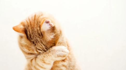 从玩耍姿态发现关节问题！宠物忍痛的细微信号