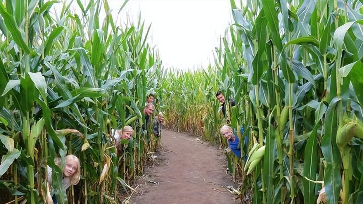 解读美国玉米产量：平均亩产多少斤？揭秘影响因素