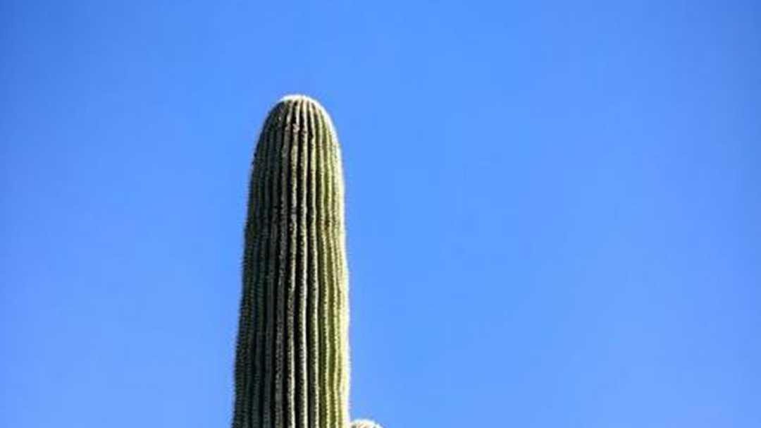 蚜虫防治粘板使用技巧，黄板悬挂最佳高度解析，退役军人投身仙人掌园导览工作