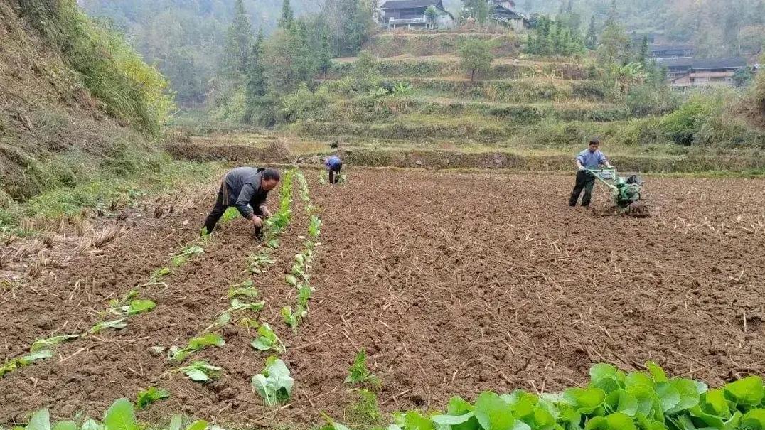 油菜移栽季，这五个关键点你注意到了吗？