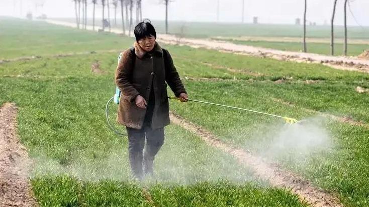 尿素 VS 复合肥：小麦追肥该选哪种？