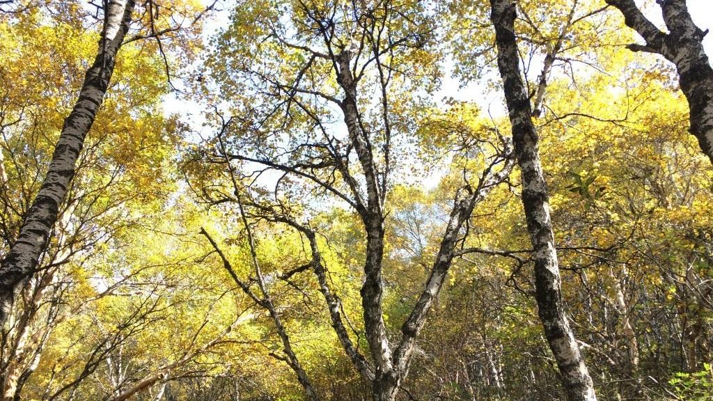 桦树木质素降解，白腐菌定向处理，生物质能源基地，纤维素转化率