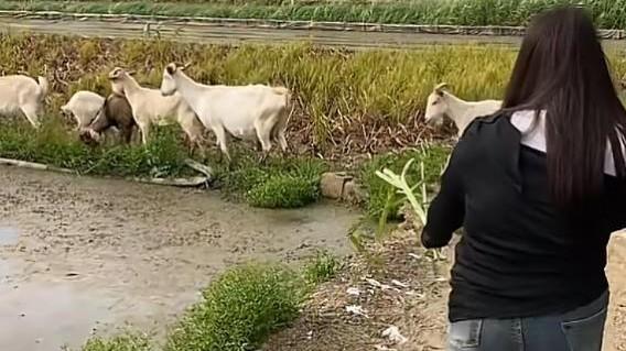 年轻女子辛勤放羊，让人心疼，网友：适合当老婆！