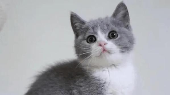 希喂和霍尼韦尔宠物空气净化器选哪个牌子好？3个维度实测分享