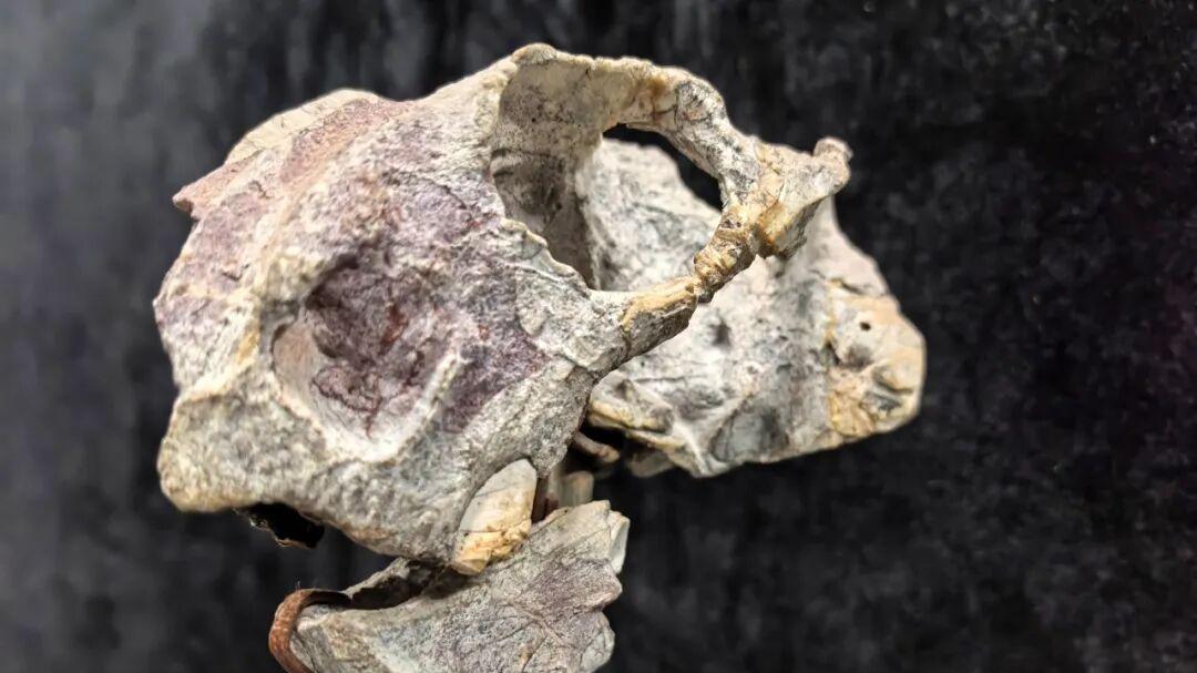 榆社——史前地球生命的信息库