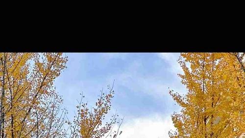 银杏树数字孪生树, 半年三维建模周期, 城市数字孪生系统, 实时监测健康状态