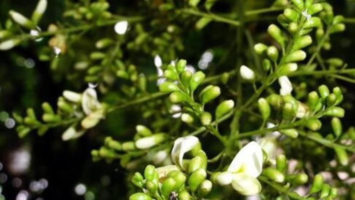 槐花矿区重金属污染治理，土壤修复与螯合剂施用，真空预冷储存技术应用